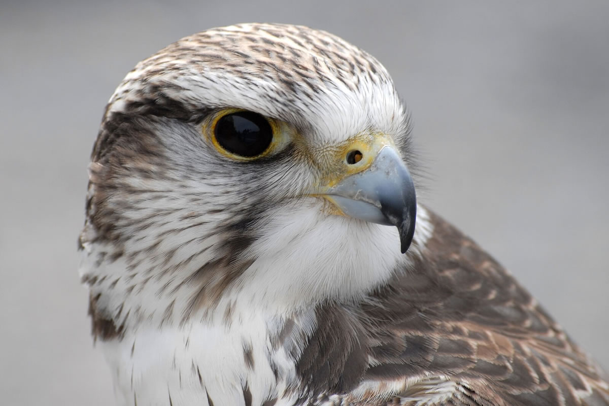 Wild und Freizeitpark